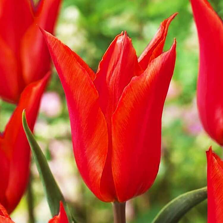 Lilien Tulpe Firework 5 st.