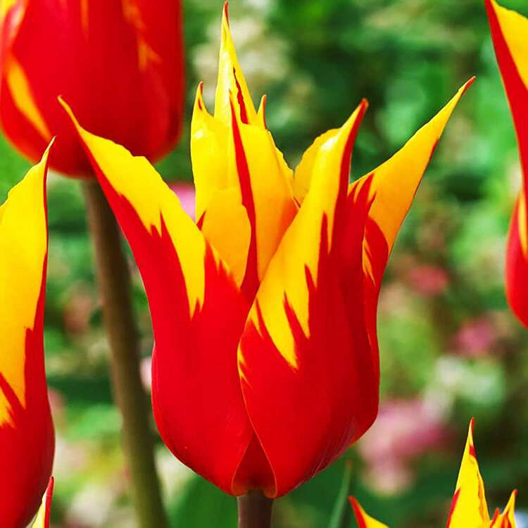 Lilien Tulpe Firework 5 st.