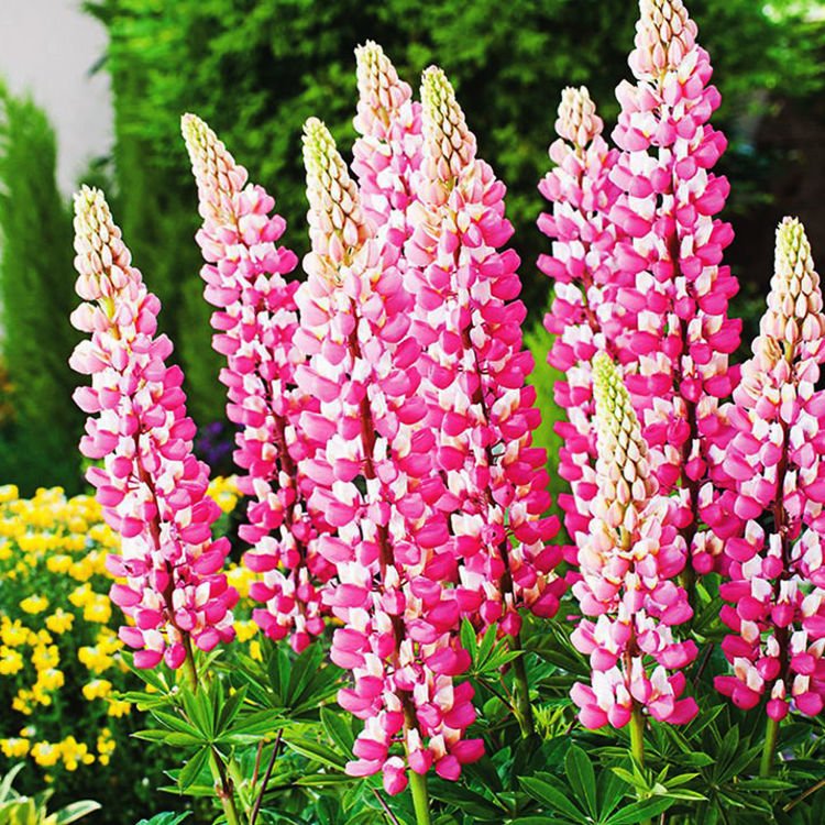 Lupinen Rosa The Chatelaine 1 st.