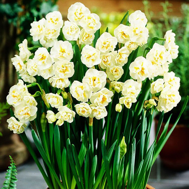 Mehrblütige Gefüllte Narcissus Bridal Crown 5 st.