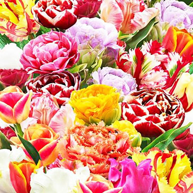 Mischung WOW MIX Tulpe alle Sorten 100 st.