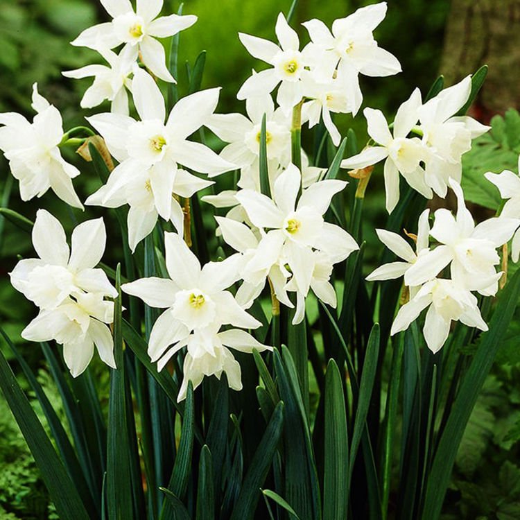 Narcissus Weiß Triandrus Thalia 5 st.