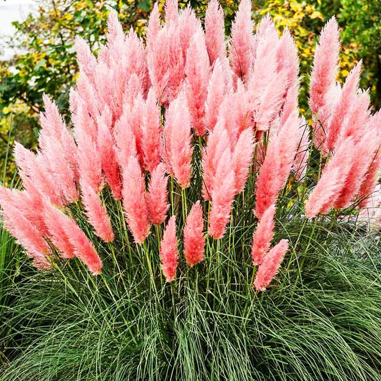 Pampasgras Cortaderia rosa Pink Feather 1 st.