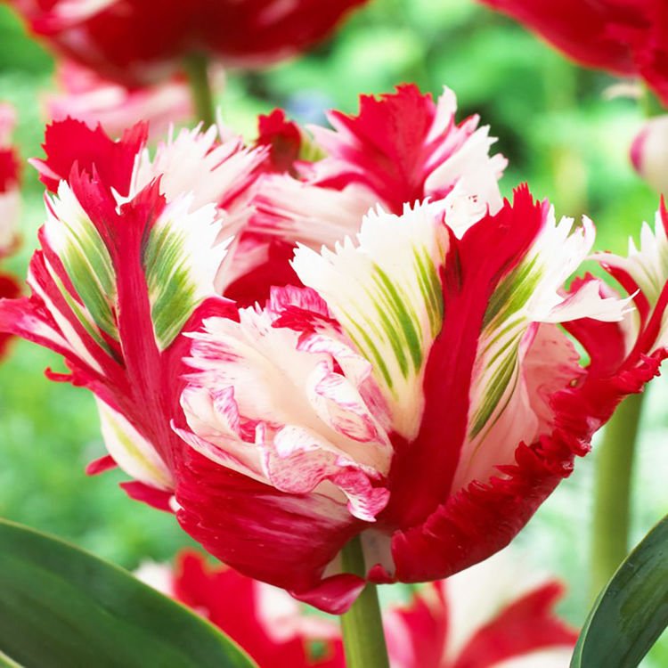 Papageien Tulpe Estella Rijnveld 5 st.