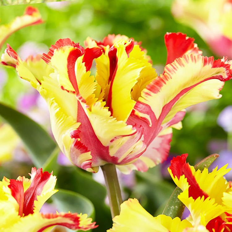Papageien Tulpe Flamming Parrot 5 st.