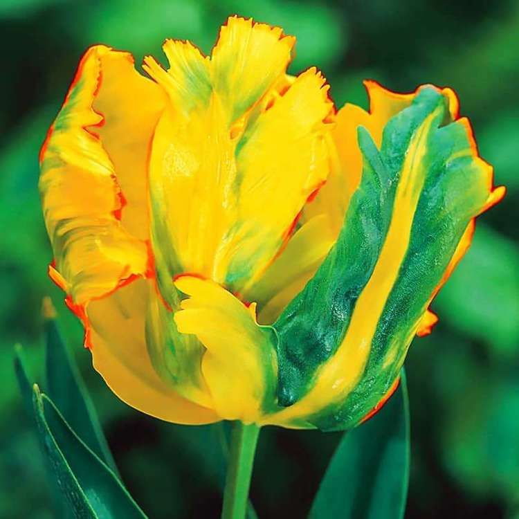 Papageien Tulpe Texas Gold 5 st.