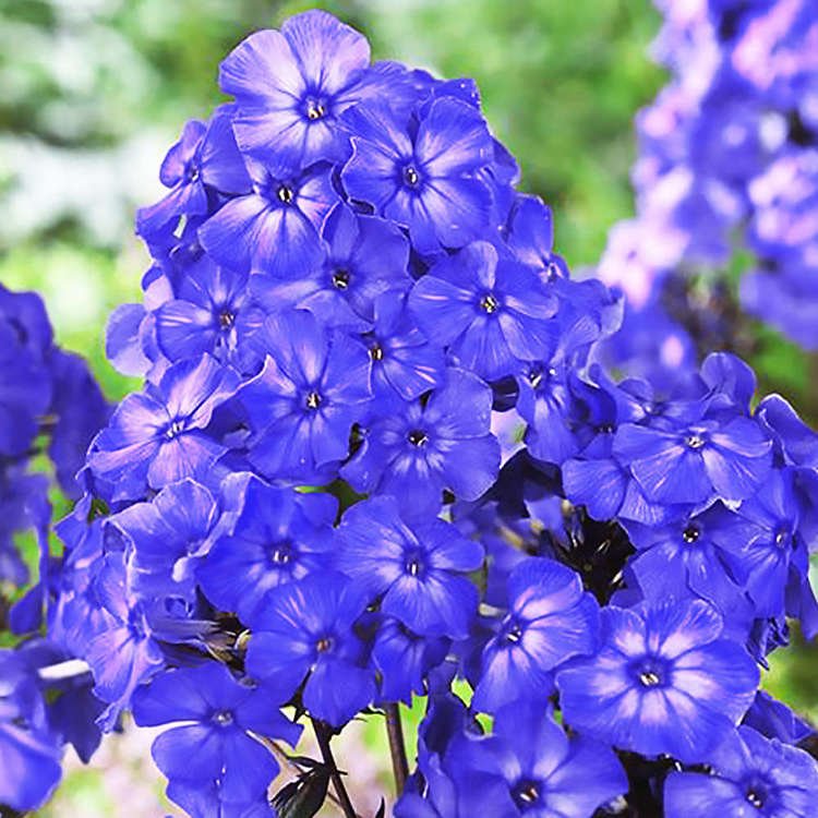 Phlox  Flammenblumen Blue Boy 1 st.