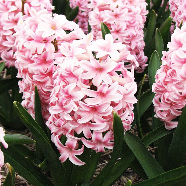 Präparierte Hyacinthus Dynasty 3 st.