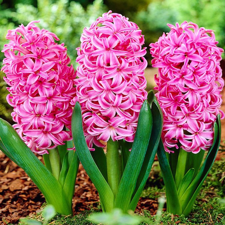 Präparierte Hyacinthus Pink Pearl 3 st.