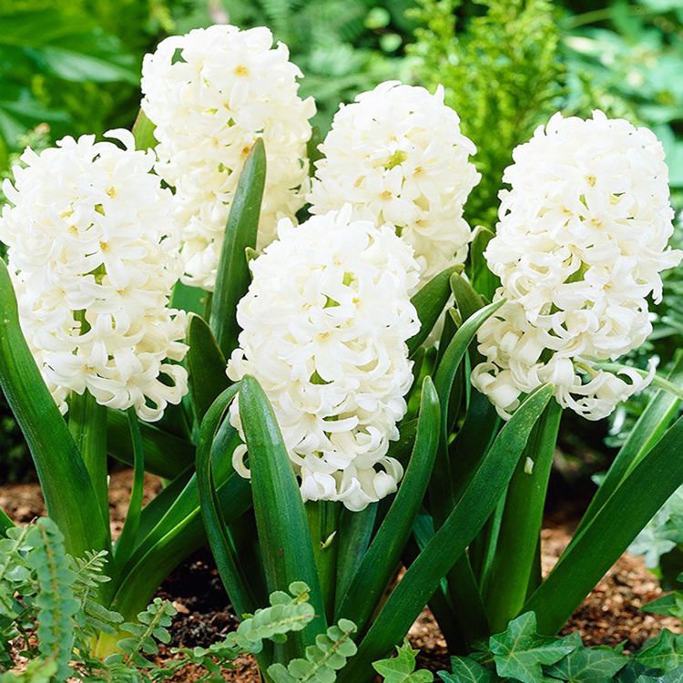 Präparierte Hyacinthus Weiß Top White 3 st.