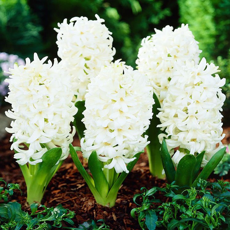 Präparierte Hyacinthus Weiß White Pearl 3 st.
