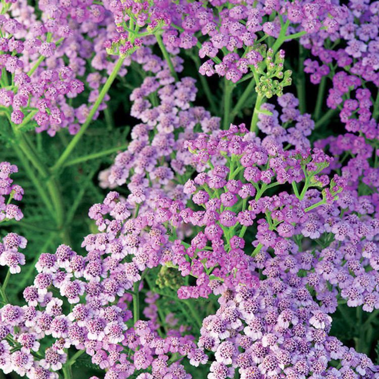 Schafgarbe Achillea Lilac Beauty 1 st.