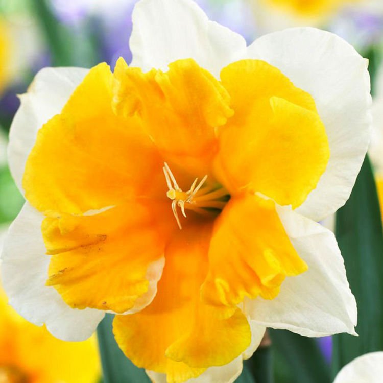 Schmetterlings Narcissus Orangery 5 st.