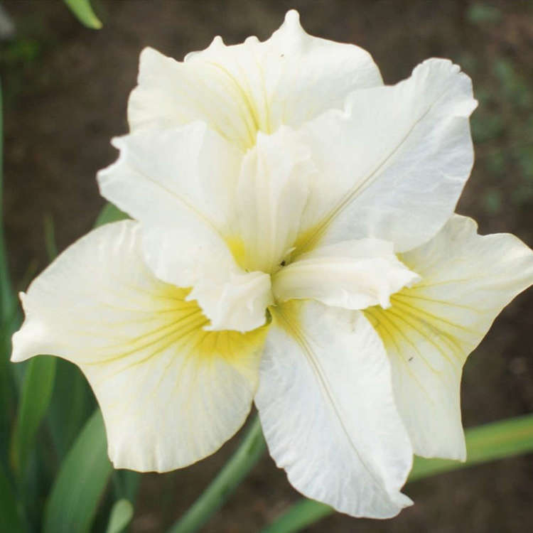 Schwertlilie Iris Ensata Gold Bound 1 st.
