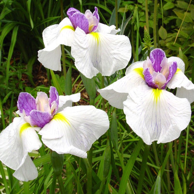 Schwertlilie Iris Ensata Queens Tiara 1 st.