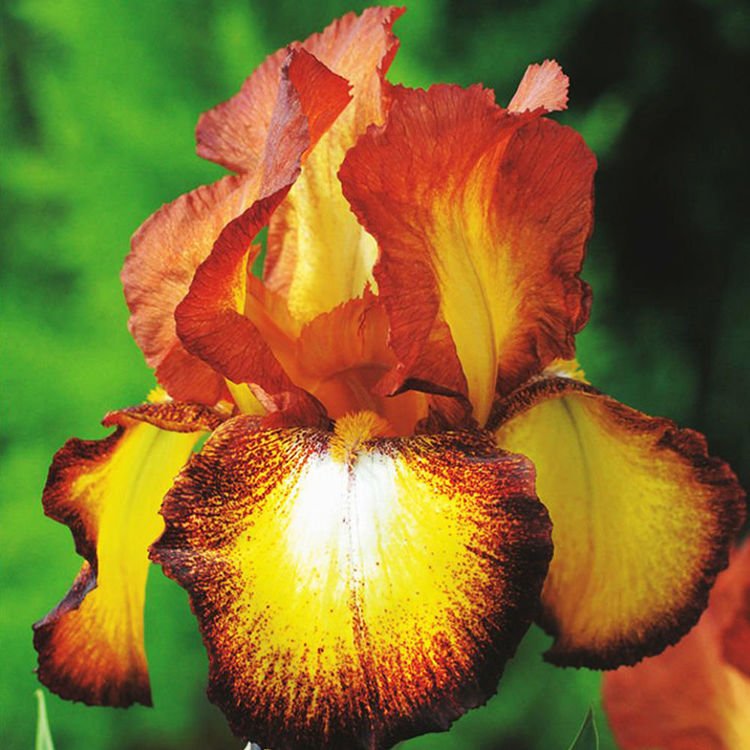 Schwertlilie Iris Germanica Fire Cracker 1 st.