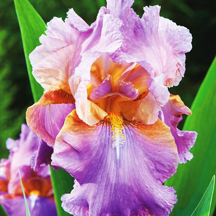 Schwertlilie Iris Germanica Laurie 1 st.