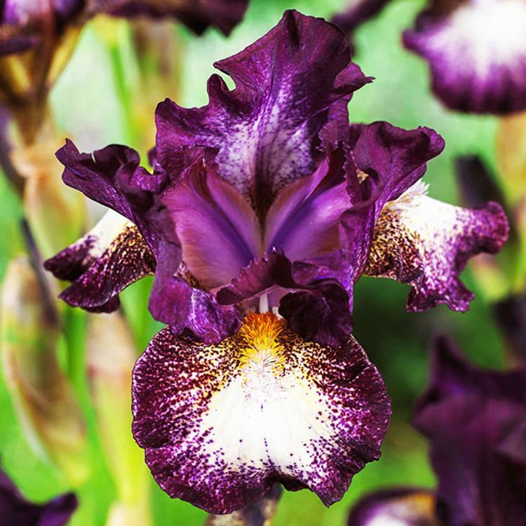 Schwertlilie Iris Germanica Prince of Burgundy 1 st.