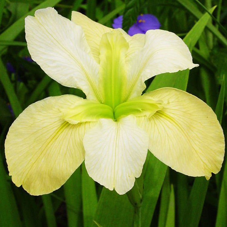 Schwertlilie Iris Louisiana Arabian Bayou 1 st.