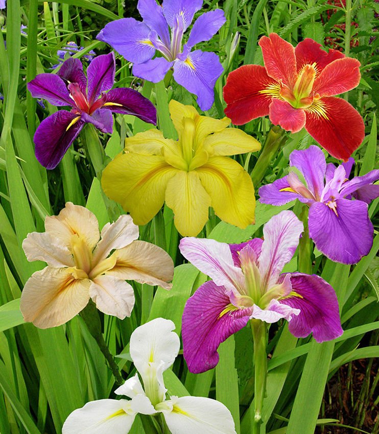 Schwertlilie Iris Louisiana Breeders Mix 1 st.