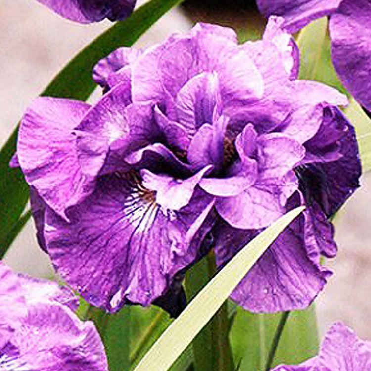 Schwertlilie Iris Sibirica Imperial Opal 1 st.