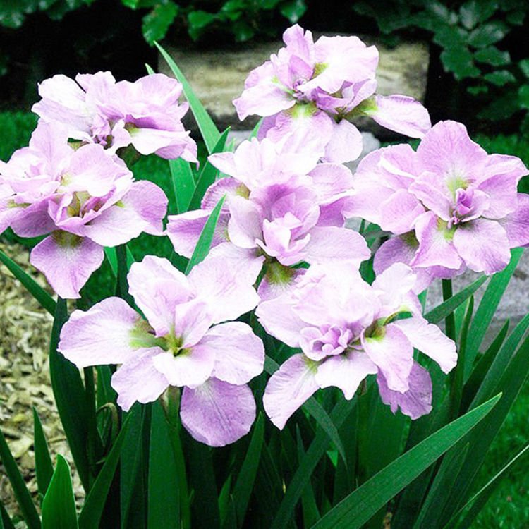 Schwertlilie Iris Sibirica Kita no Seiza 1 st.