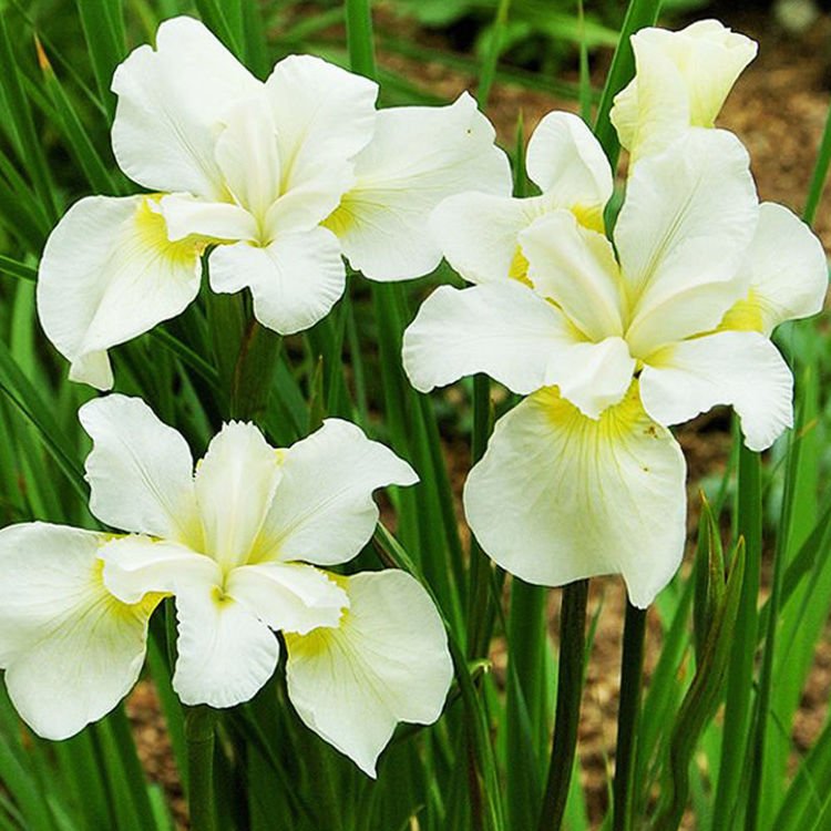 Schwertlilie Iris Sibirica White Swirl 1 st.