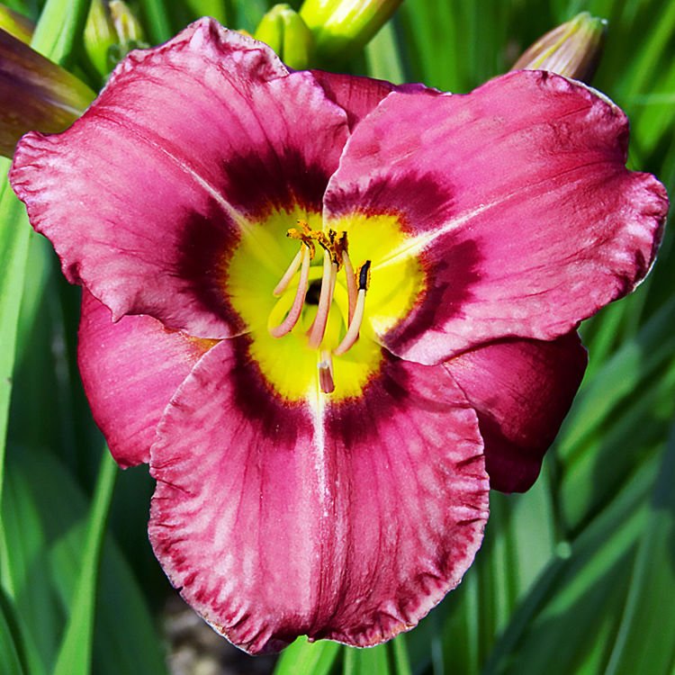 Taglilie Hemerocallis Always Afternoon 1 st.