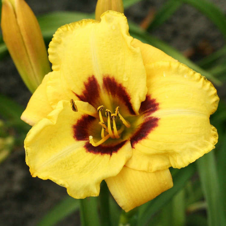 Taglilie Hemerocallis Don Stevens 1 st.