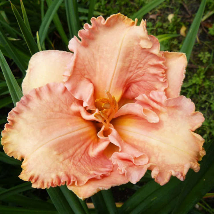 Taglilie Hemerocallis Elisabeth Salter 1 st.