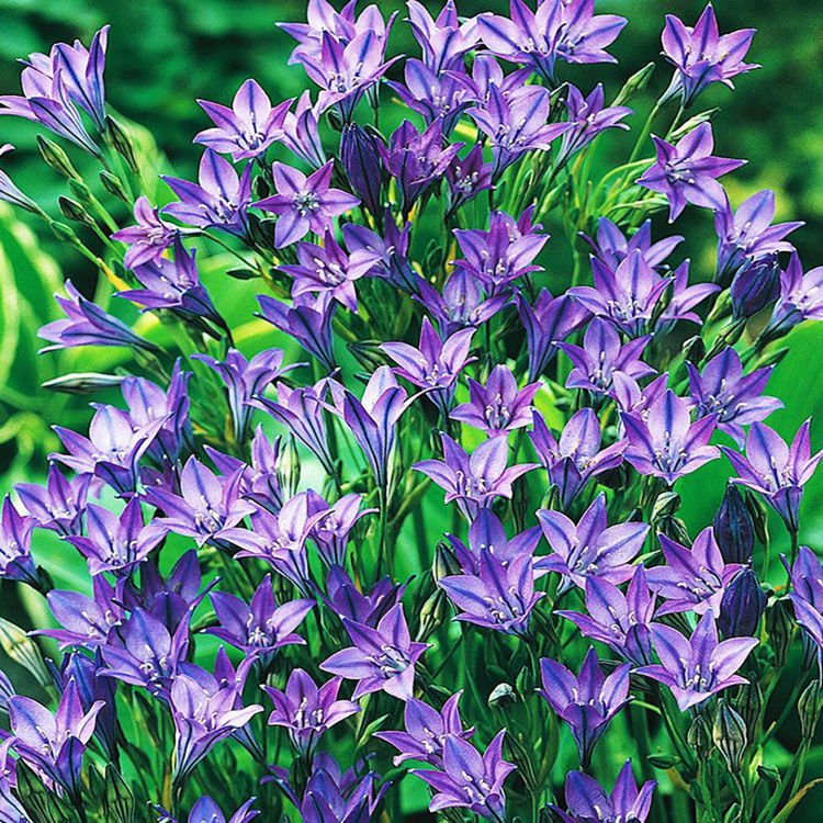 Triteleia Laxa Koningin fabiola 10 st.