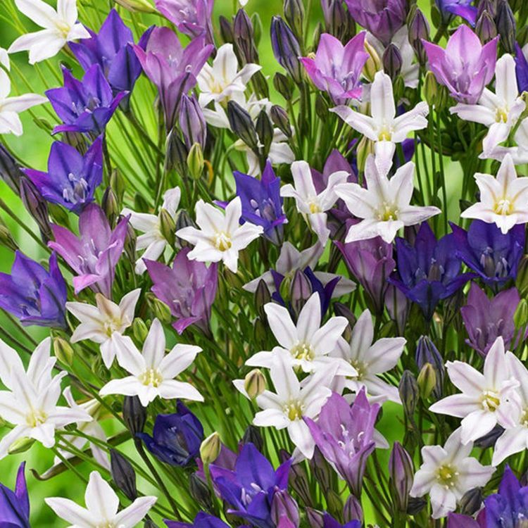 Triteleia Laxa Mix 10 st.