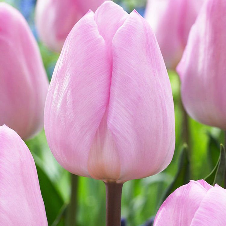 Triumph Tulpe Hell-Pink 5 st.
