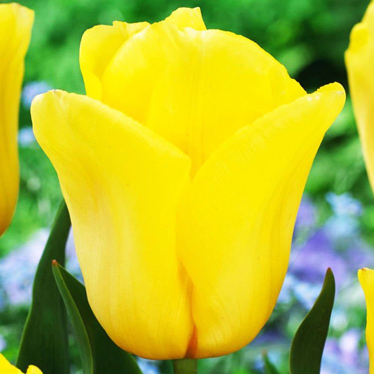 Triumph Tulpe Strong Gold 5 st.