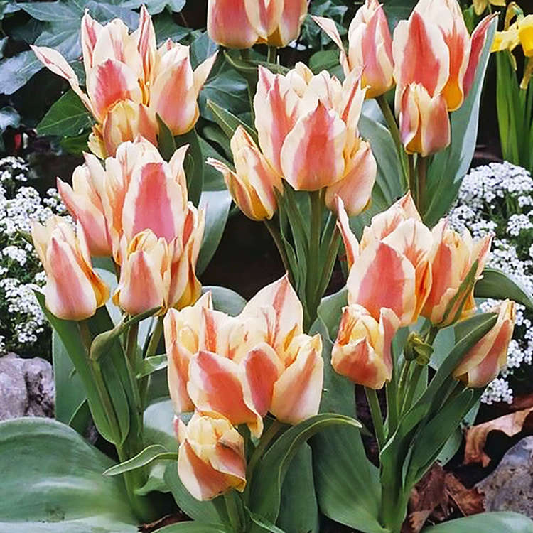 Zwerg Tulpe Quebec 5 st.