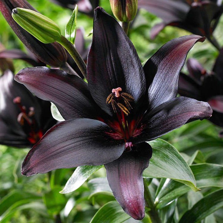 asiatische schwarze Lilie Landini 1 st.