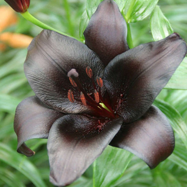 asiatische schwarze Lilie Nightrider 1 st.