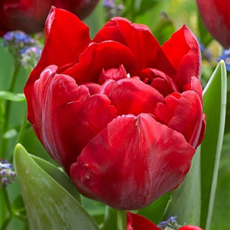 frühblühende gefüllte Tulpe Scarlet Verona 5 st.