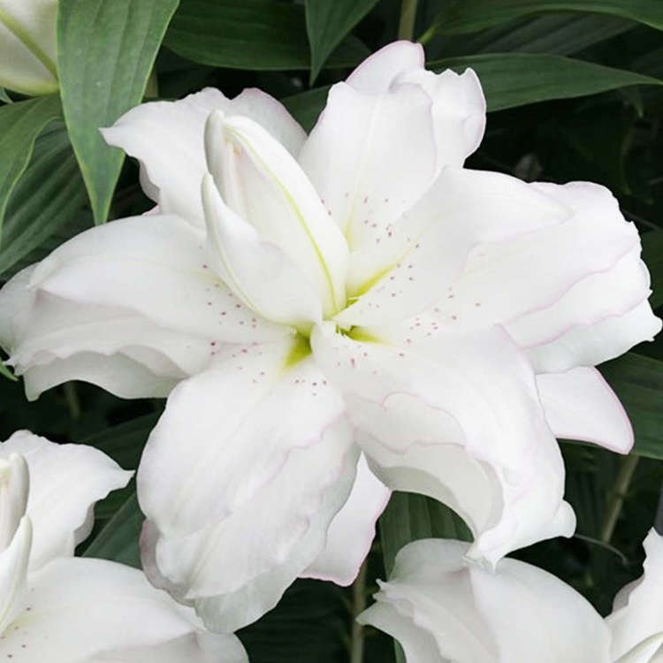 orientalische Lilie gefüllte Lotus Beauty 1 st.