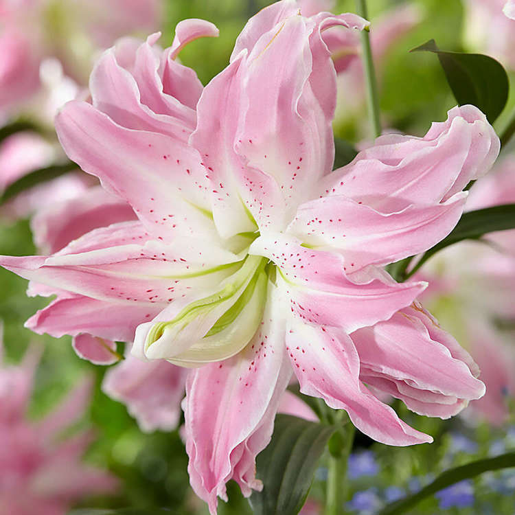 orientalische Lilie gefüllte Lotus Elegance 1 st.
