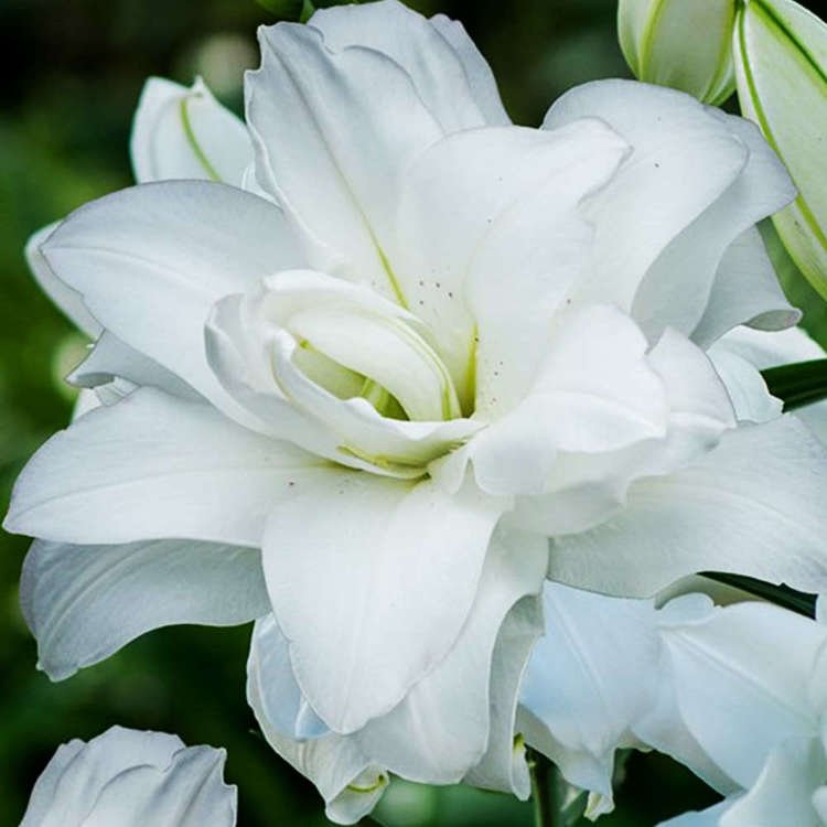 orientalische Lilie gefüllte Lotus Pure 1 st.
