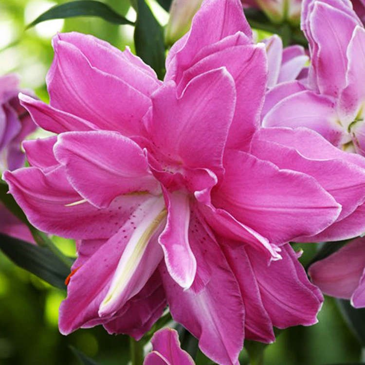 orientalische Lilie gefüllte Lotus Wonder 1 st.