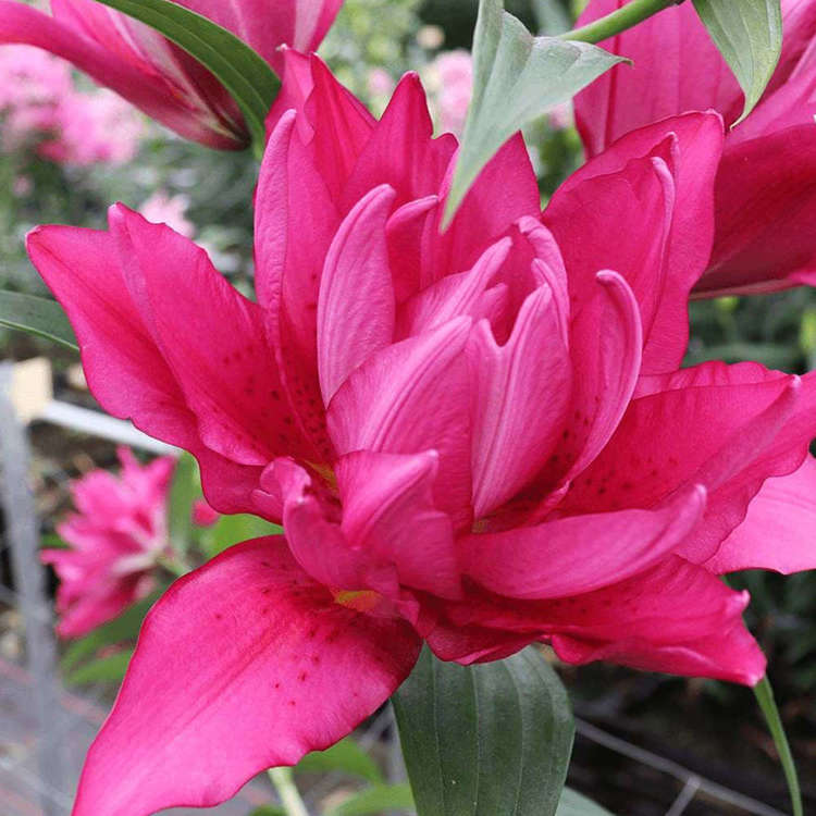 orientalische Lilie gefüllte Roselily Floretta 1 st.