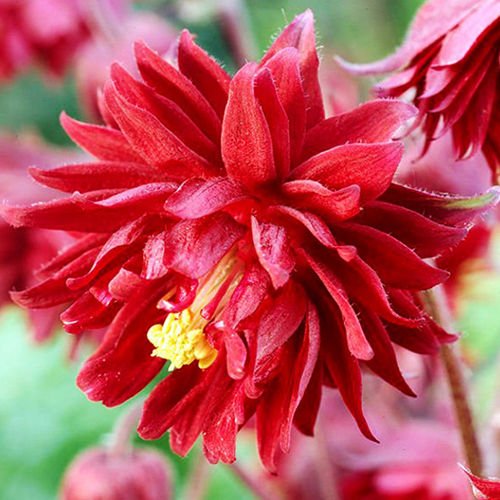 Akeleien Aquilegia Ruby Port 1 st.