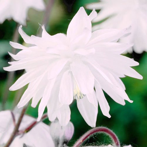 Akeleien Aquilegia White Barlow 1 st.