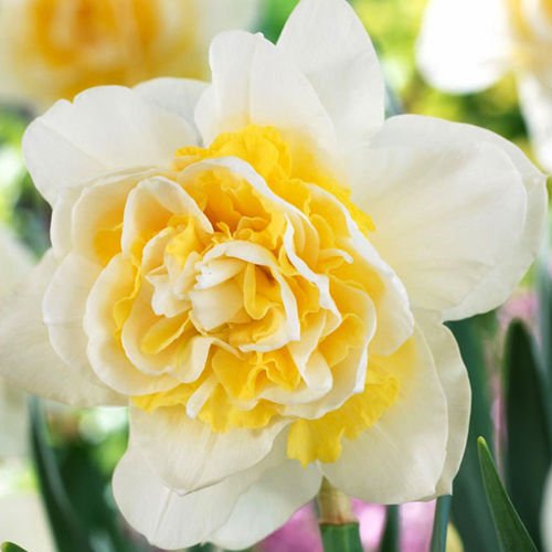 Gefüllte Narcissus Lingerie 5 st.