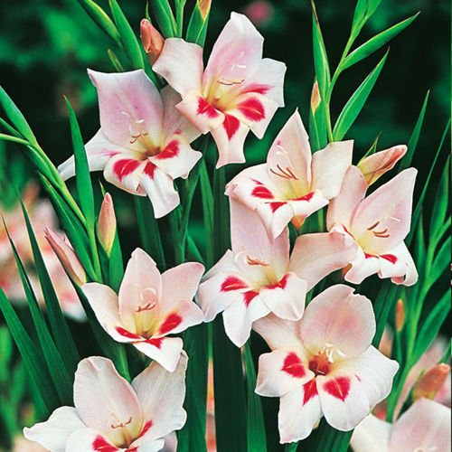 Gladiole Bambino Elvira 5 st.