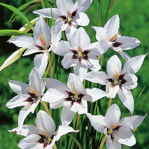 Gladiole Bambino Murielae 5 st.