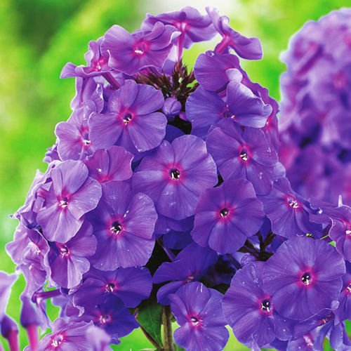 Phlox  Flammenblumen Amethyst 1 st.