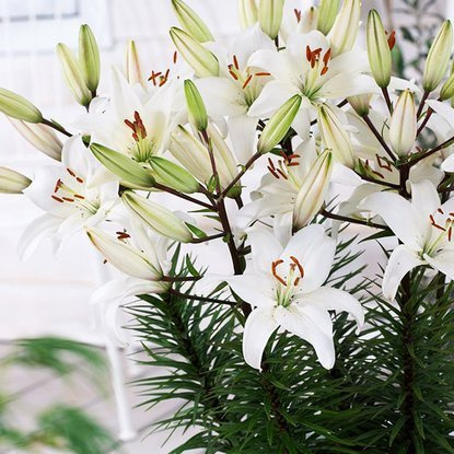 asiatische  Zwerglilie Inuvik 1 st.